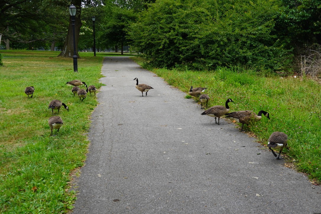 Canada Goose - ML639933429
