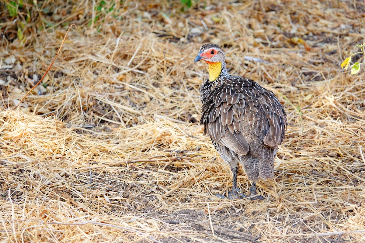 Yellow-necked Spurfowl - ML639933430