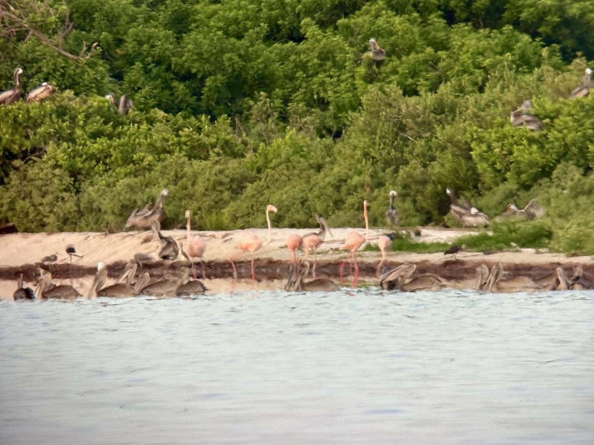 American Flamingo - ML639933445