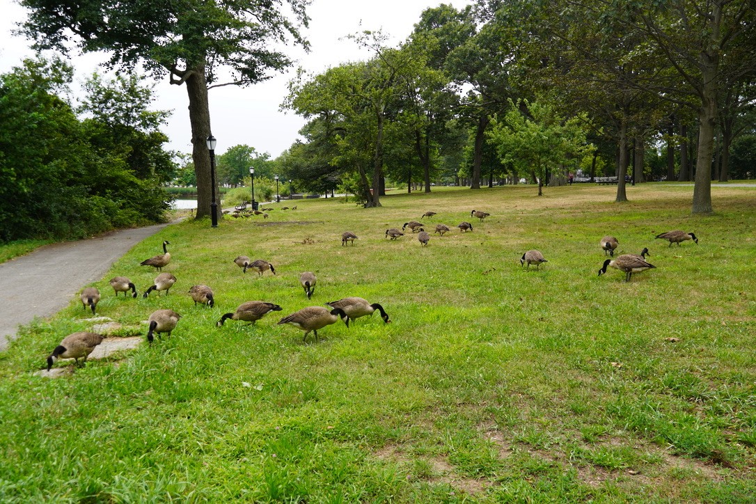 Canada Goose - ML639933446