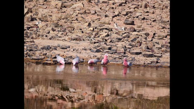 Galah - ML639933555