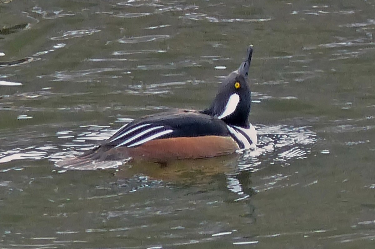 Hooded Merganser - ML639933576