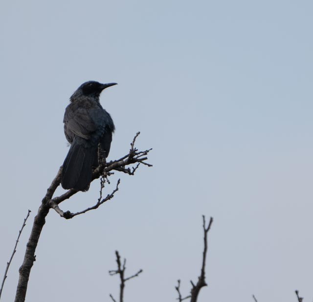 Blue Mockingbird - ML639933578