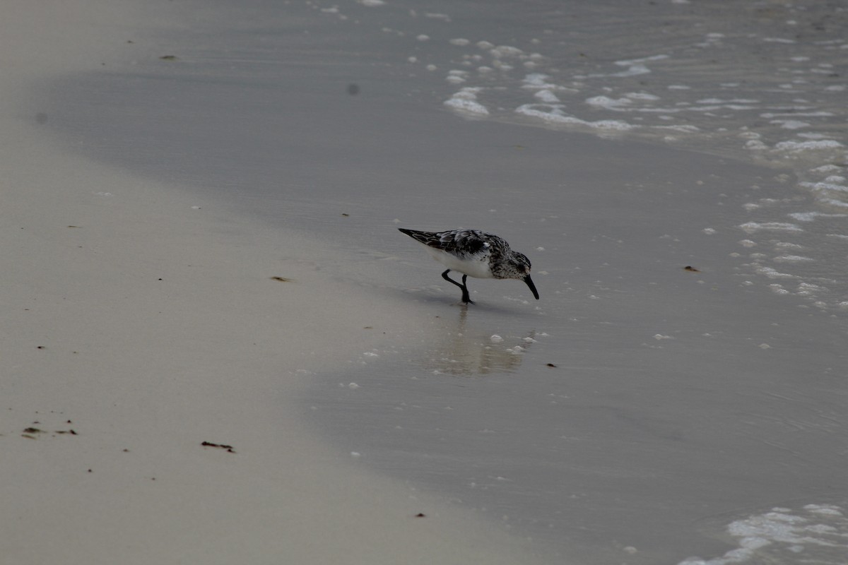 Sanderling - ML639933678