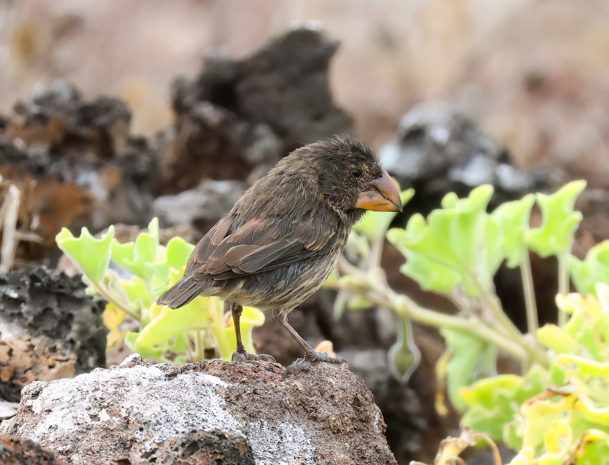 Large Ground-Finch - ML639933708