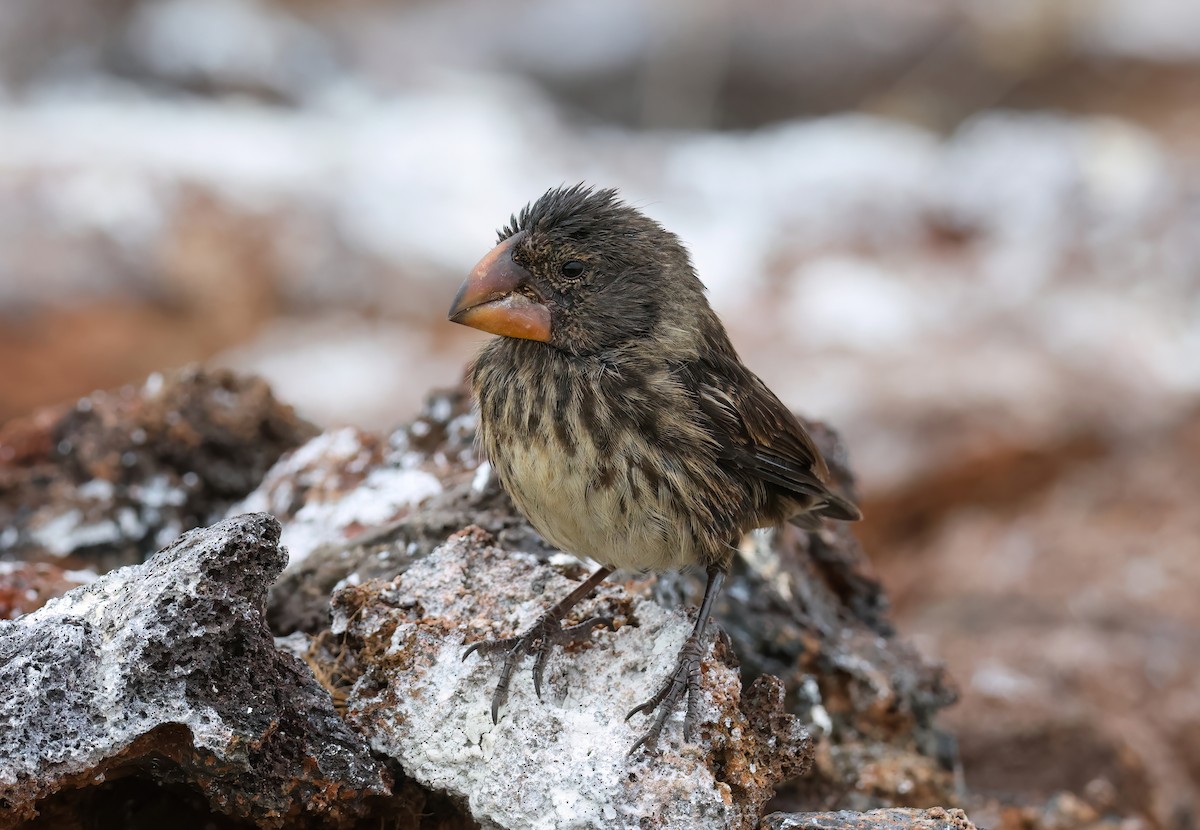 Large Ground-Finch - ML639933709