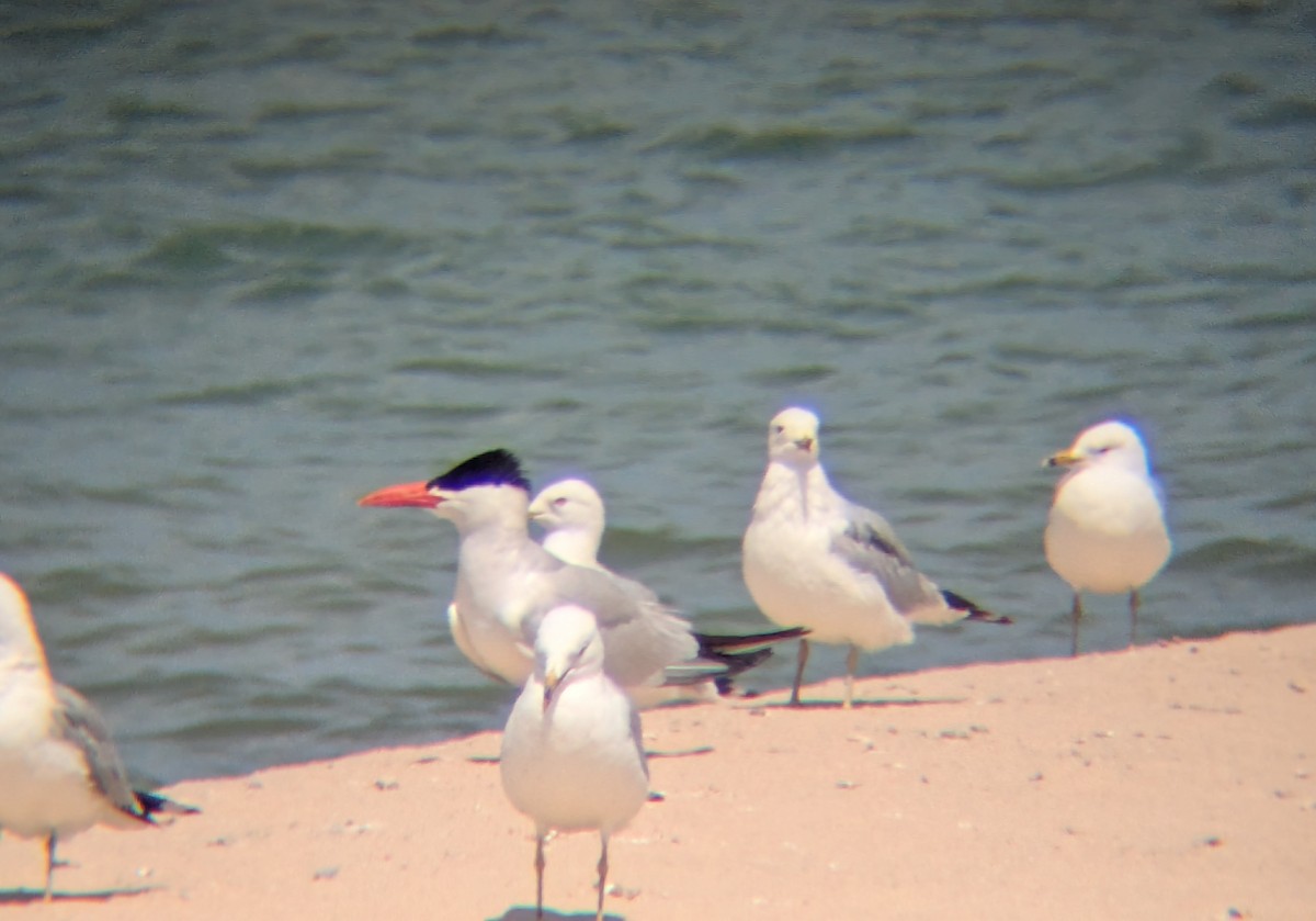 Caspian Tern - ML639933718