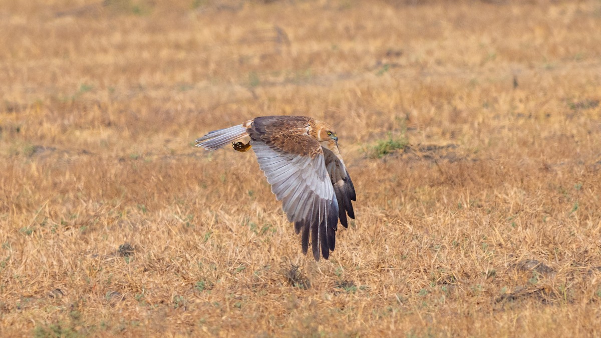 Western Marsh Harrier - ML639933720