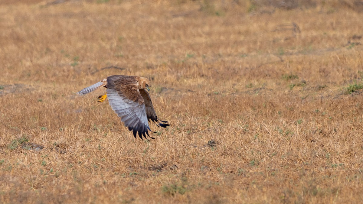 Western Marsh Harrier - ML639933721