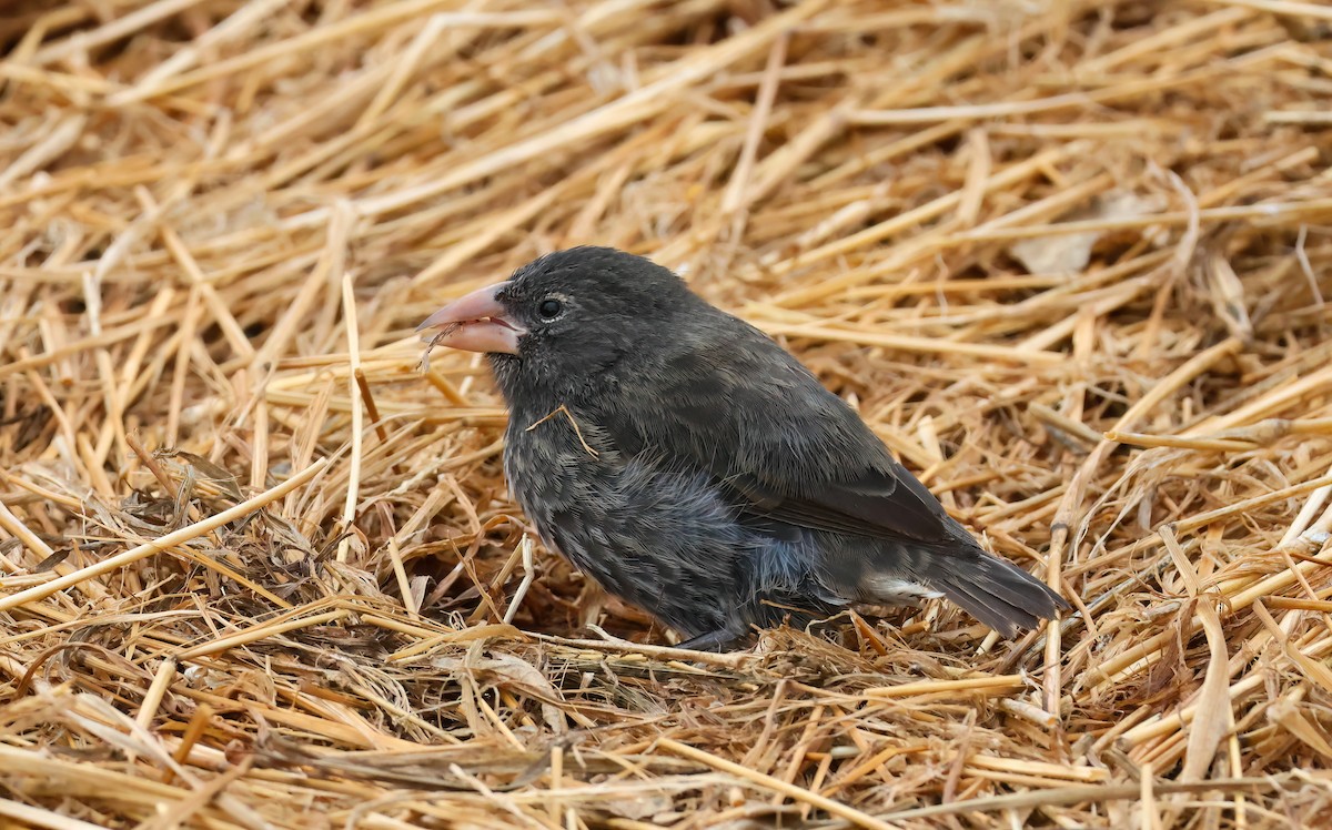 Genovesa Cactus-Finch - ML639933726