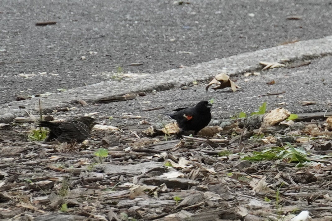 Red-winged Blackbird - ML639933732