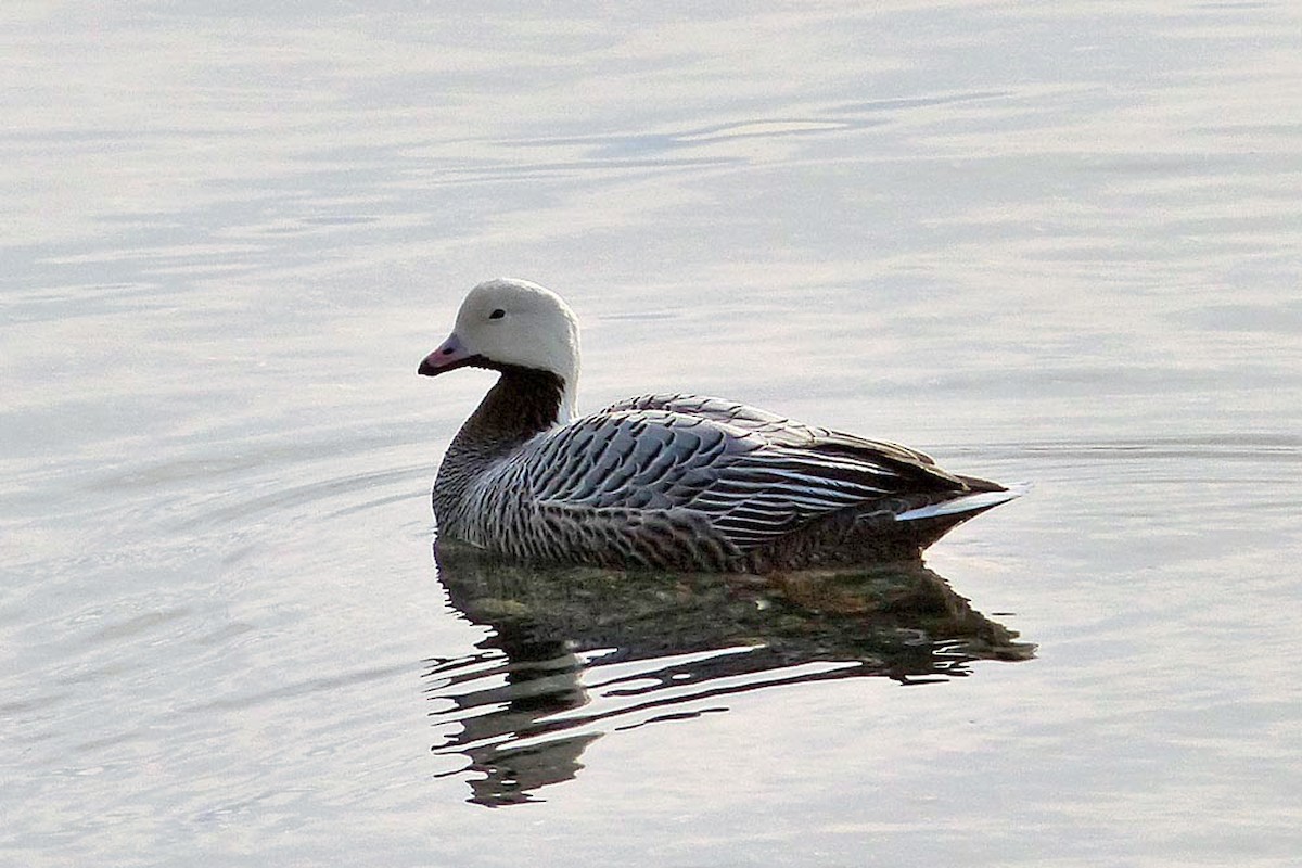 Emperor Goose - ML639933786