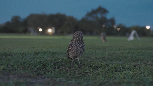 Burrowing Owl (Florida) - ML639933793