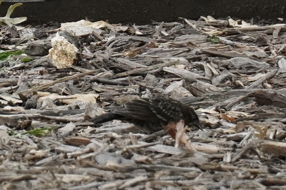 Red-winged Blackbird - ML639933890