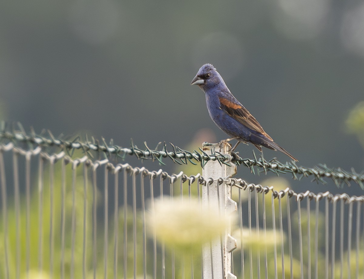 Blue Grosbeak - ML639933977
