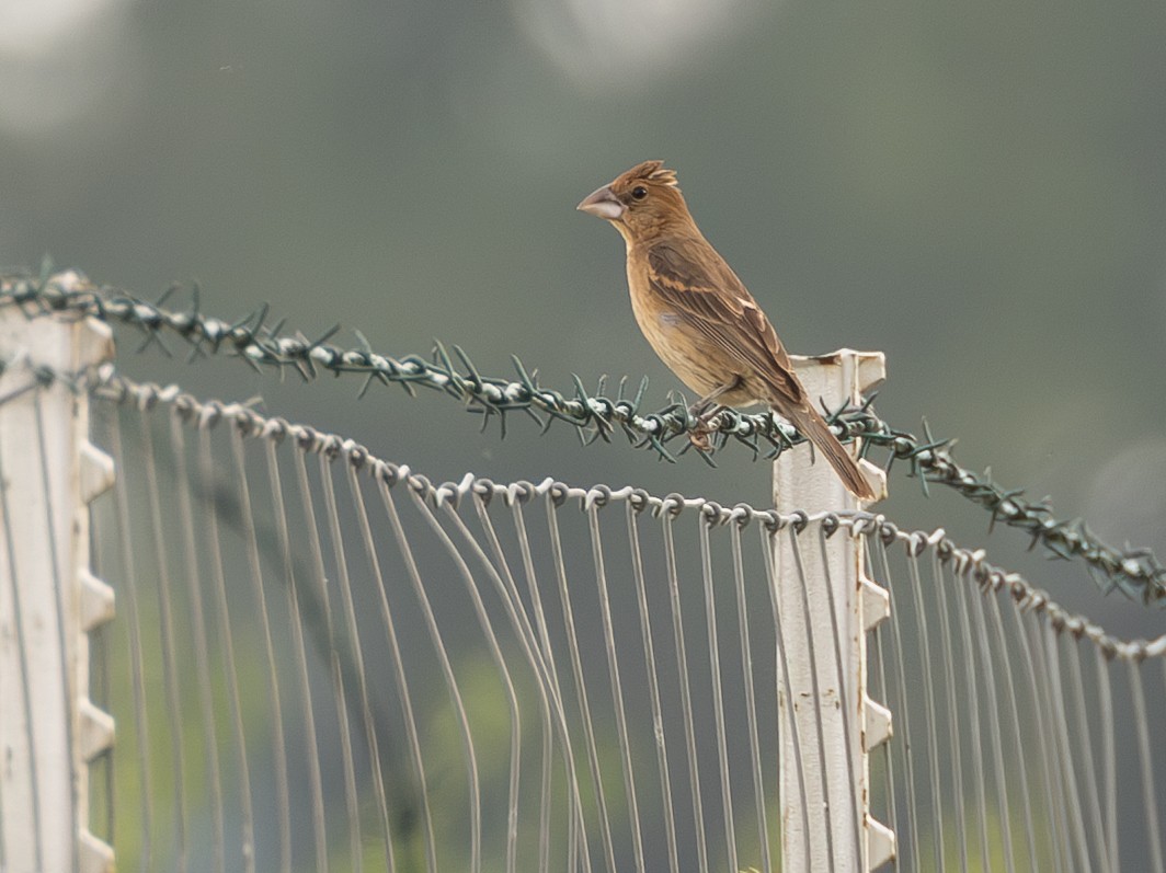 Blue Grosbeak - ML639933978