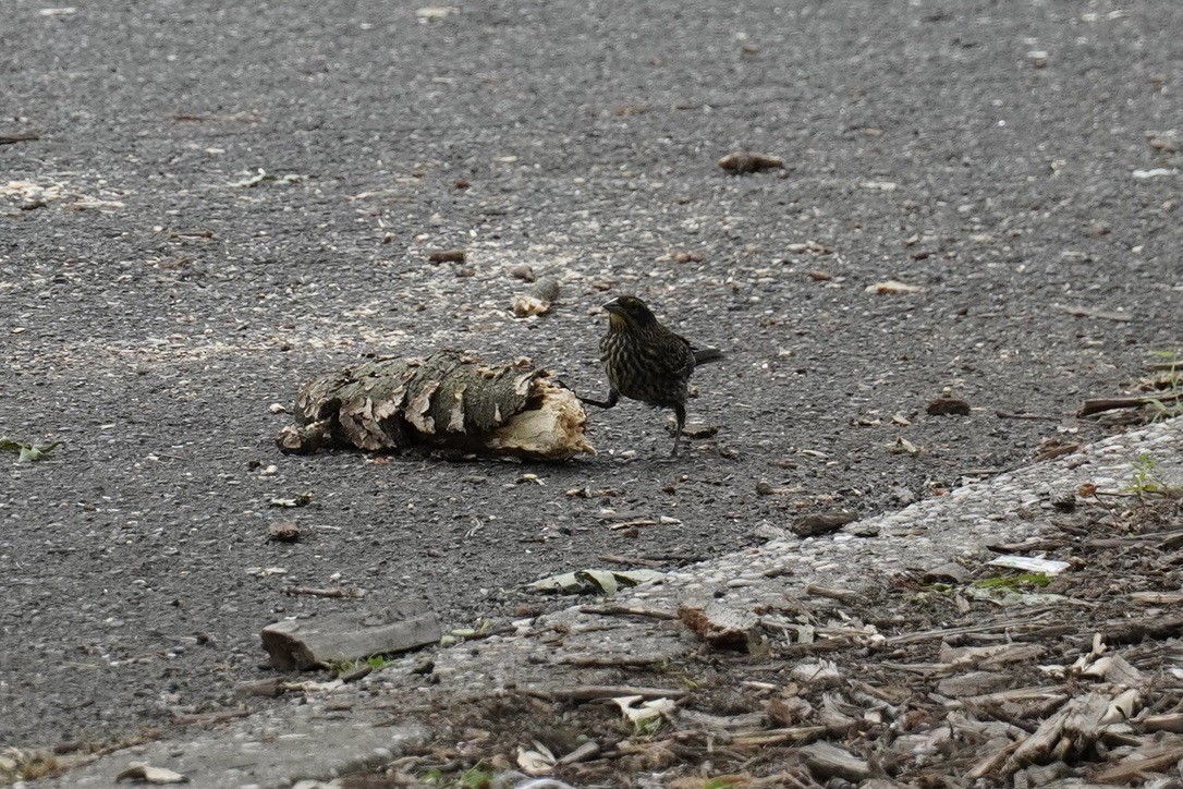 Red-winged Blackbird - ML639934028