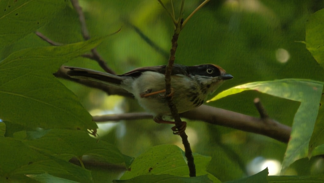 Black-throated Tit (Black-throated) - ML639934069