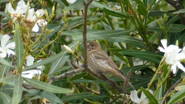 House Finch - ML639934100