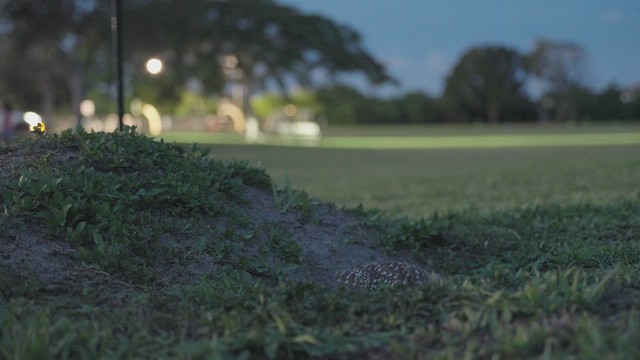 Burrowing Owl (Florida) - ML639934103