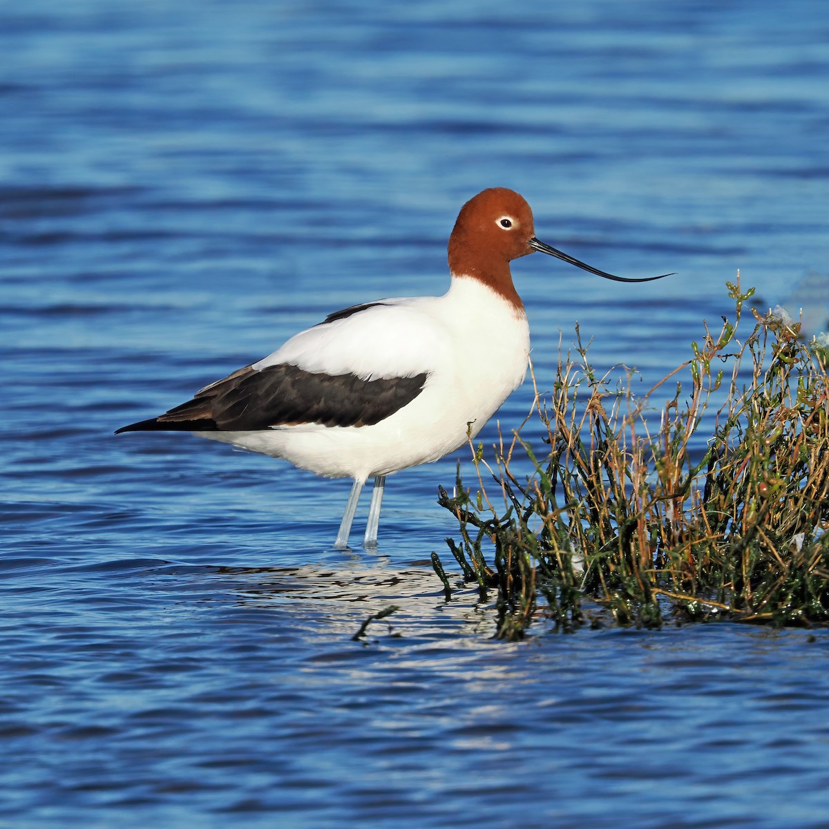 Avocette d'Australie - ML639934129
