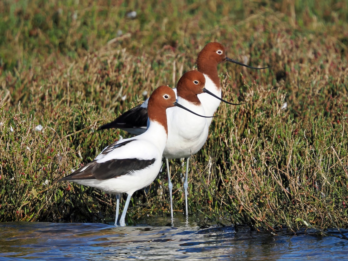 Avocette d'Australie - ML639934130