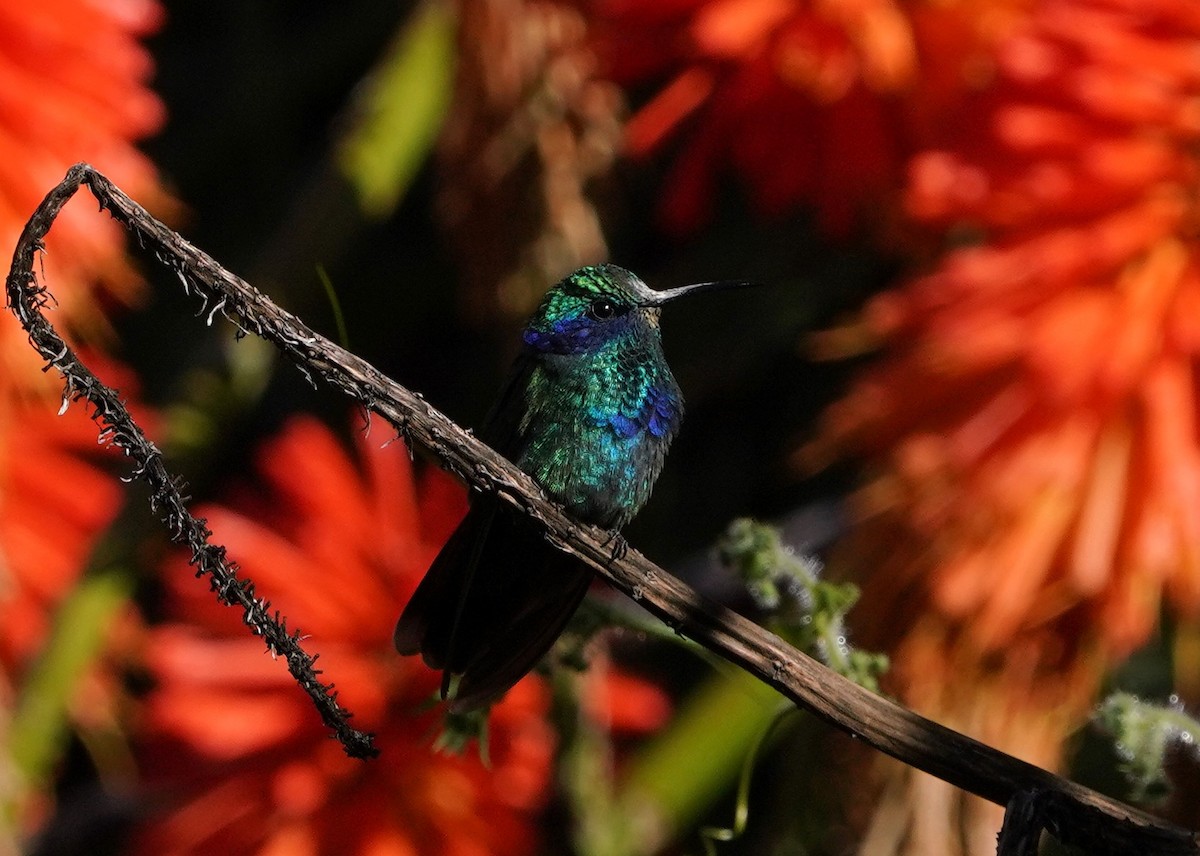 Mexican Violetear - ML639934243