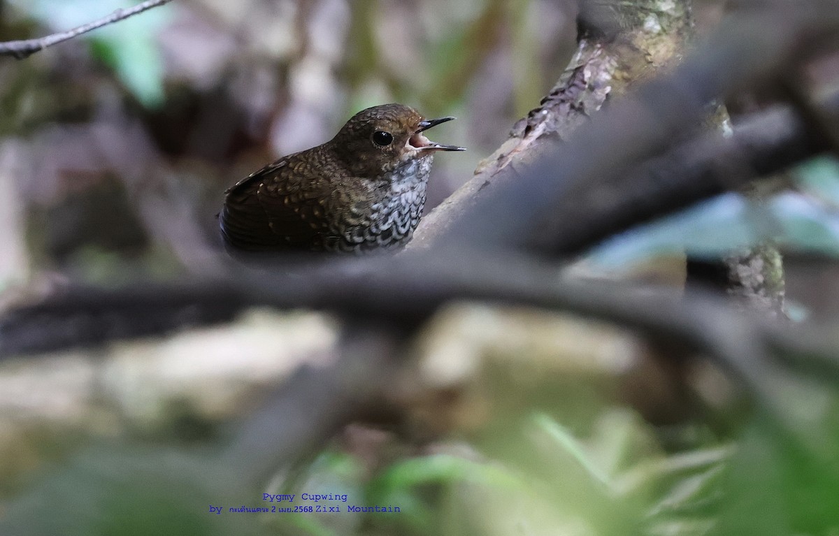 Pygmy Cupwing - ML639934254