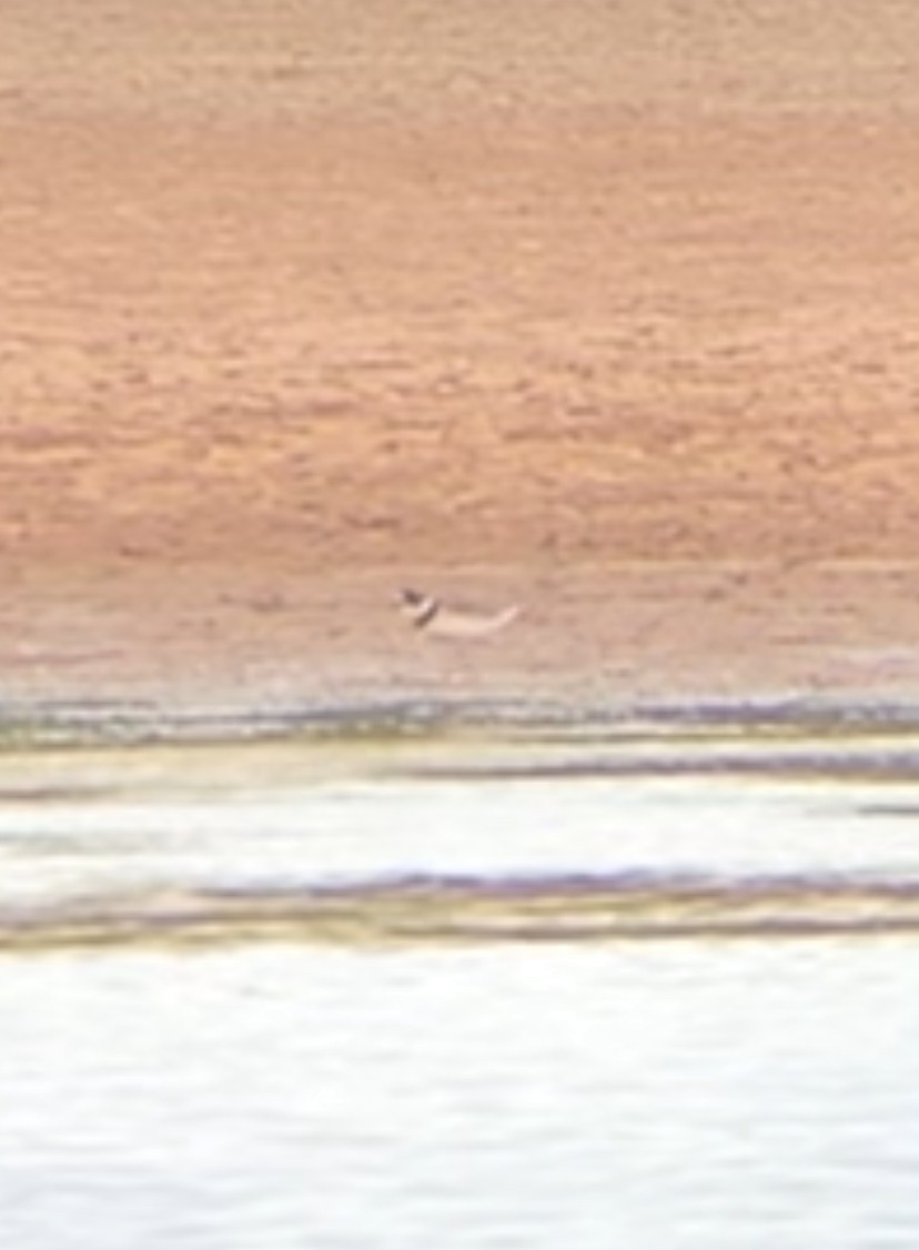 Semipalmated Plover - ML639934271