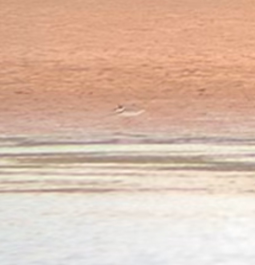 Semipalmated Plover - ML639934272