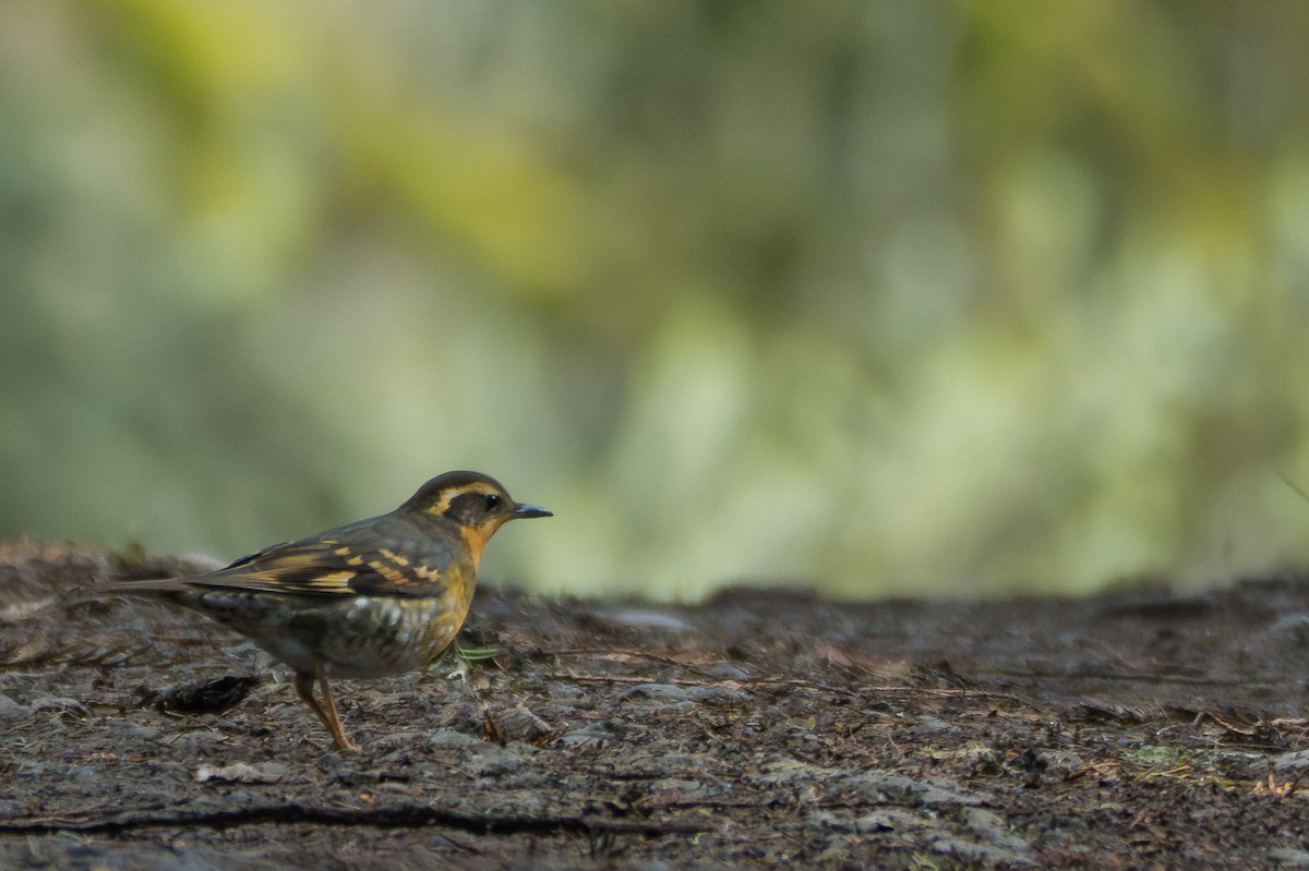 Varied Thrush - ML639934290