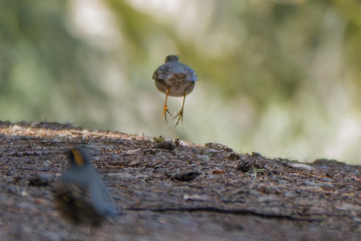 Varied Thrush - ML639934291