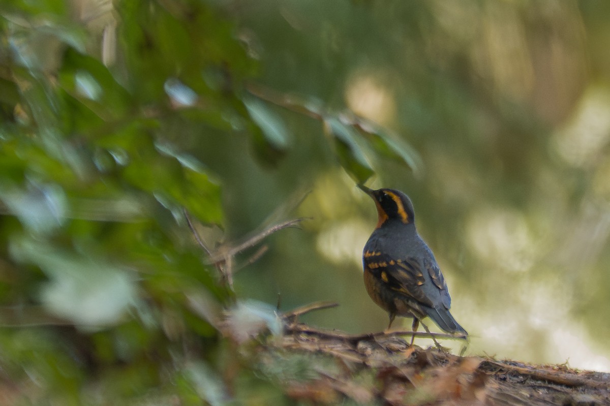 Varied Thrush - ML639934297
