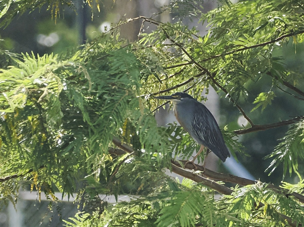 綠簑鷺 - ML639934315