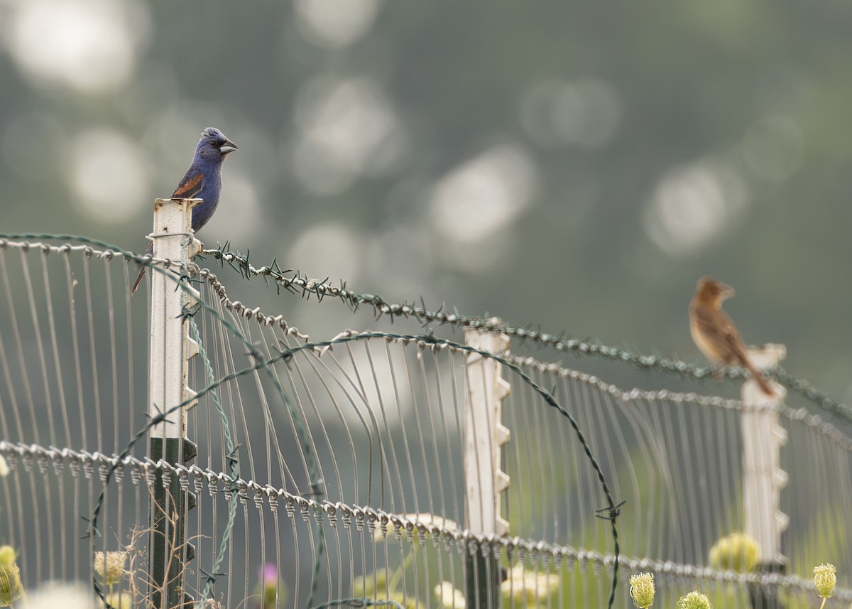 Blue Grosbeak - ML639934331