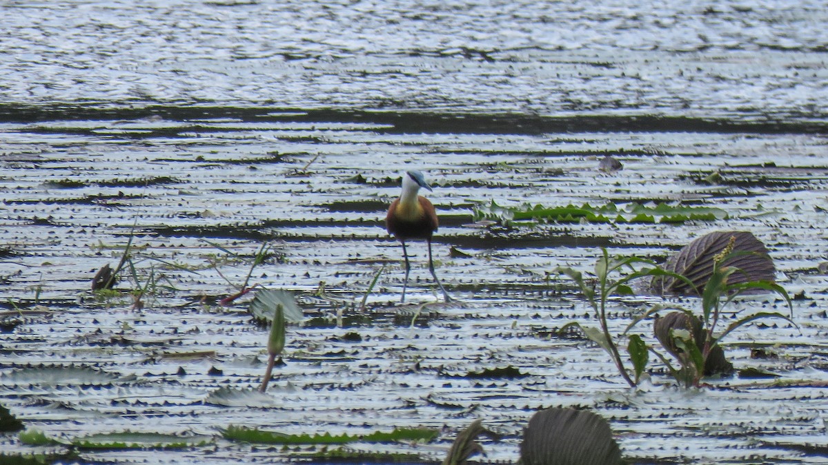African Jacana - ML639934338