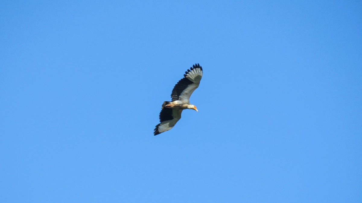 Palm-nut Vulture - ML639934341