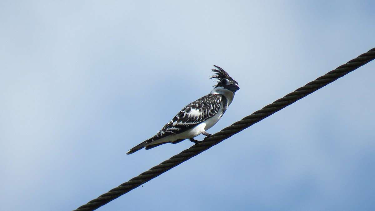 Pied Kingfisher - ML639934350
