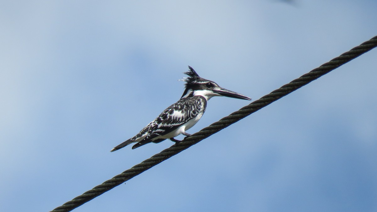 Pied Kingfisher - ML639934351
