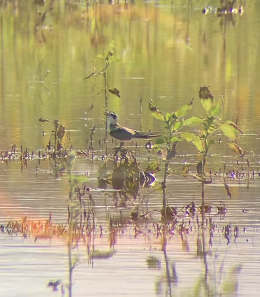 Black Tern - ML639934353