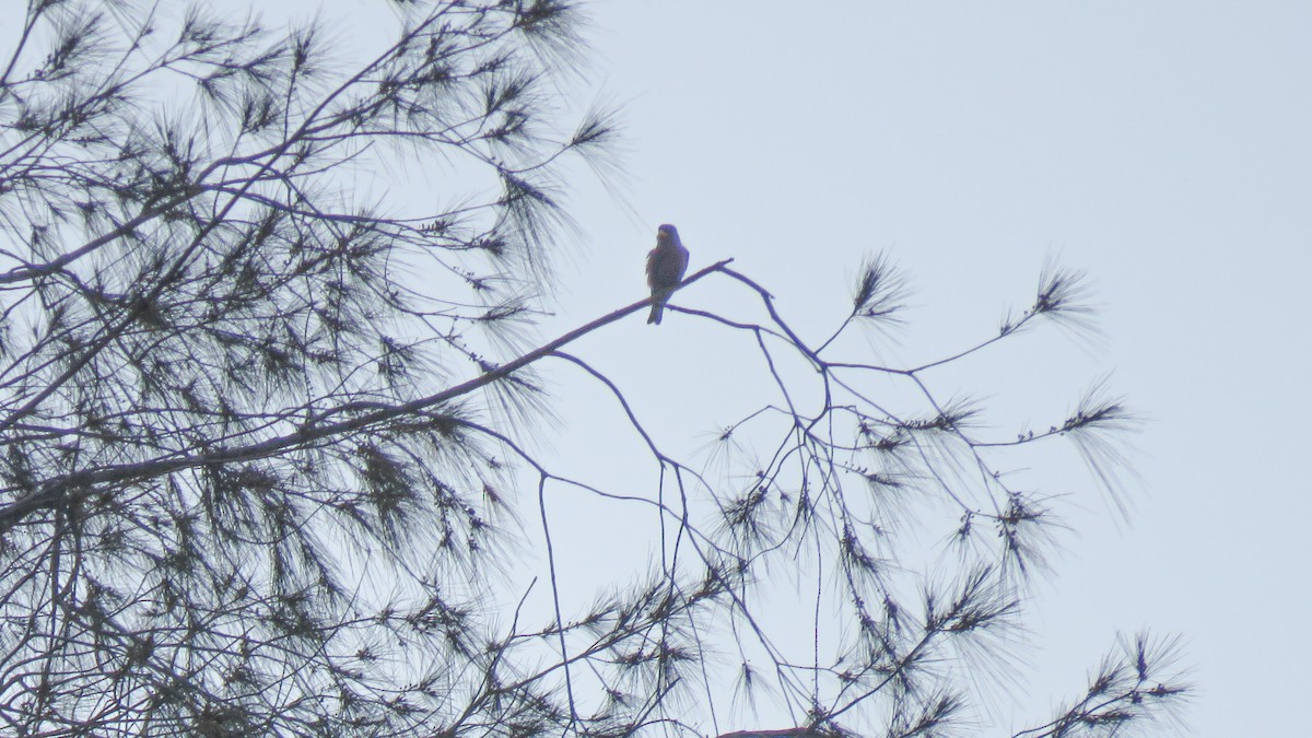 Broad-billed Roller - ML639934357