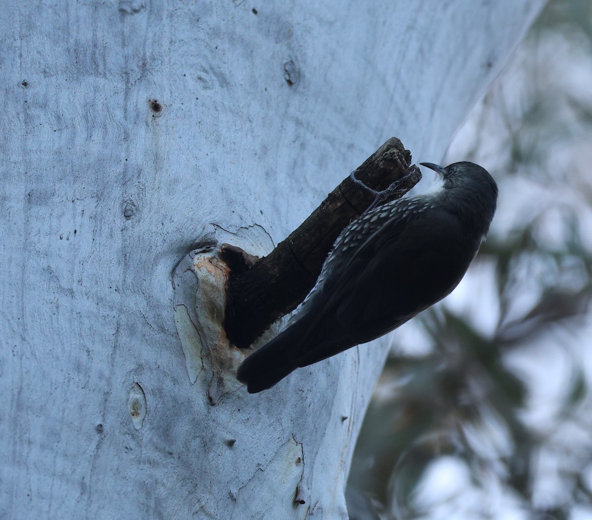 White-throated Treecreeper - ML639934361