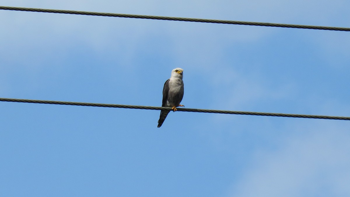 Dickinson's Kestrel - ML639934362