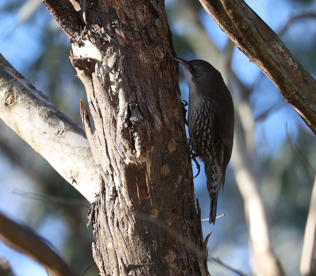 White-throated Treecreeper - ML639934364