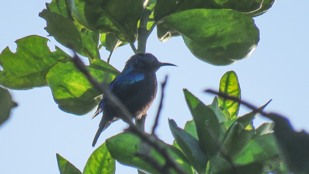 Pemba Sunbird - ML639934368