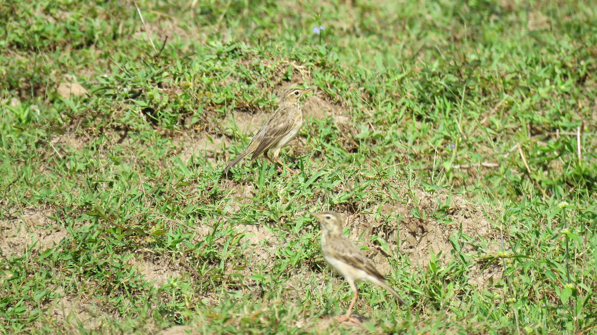 African Pipit - ML639934371