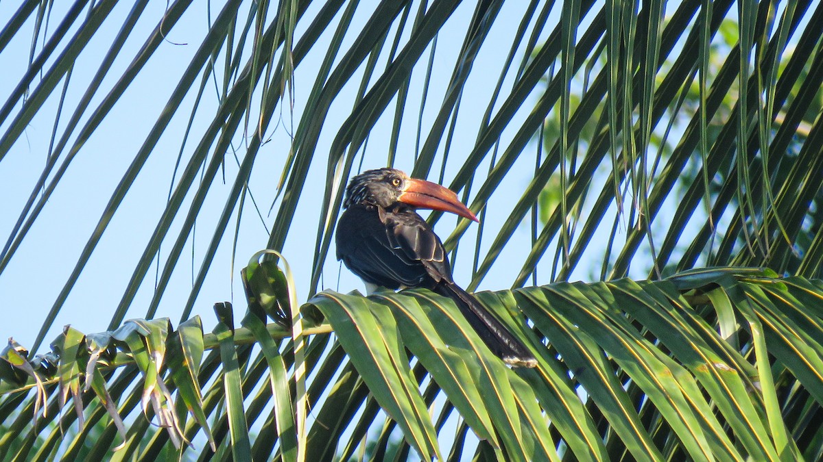 Crowned Hornbill - ML639934375