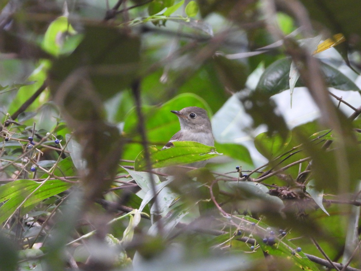 Small-billed Elaenia - ML639934380