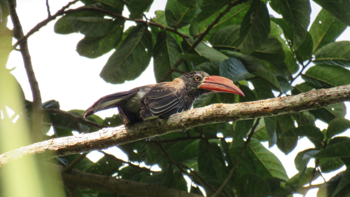 Crowned Hornbill - ML639934381