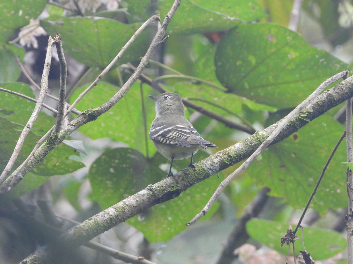 Small-billed Elaenia - ML639934382